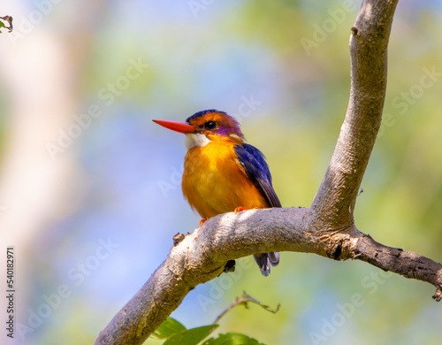Pygmy kingfisher