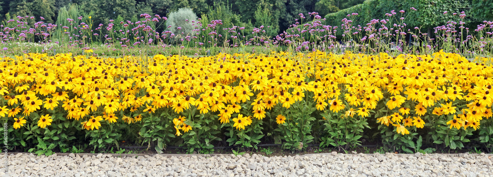 Obraz premium A flowerbed in a city park with yellow and blue flowers like on the flag of Ukraine