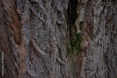 Lavalle’s Cork Tree bark Texture. Natural Background Closeup. Textured Bark Of Phellodendron Lavallei. photo