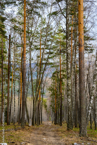 Fototapeta Naklejka Na Ścianę i Meble -  South Ural forest road with a unique landscape, vegetation and diversity of nature.