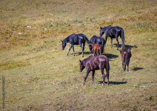 A herd of horses grazes in the meadows of the Caucasus Mountains.