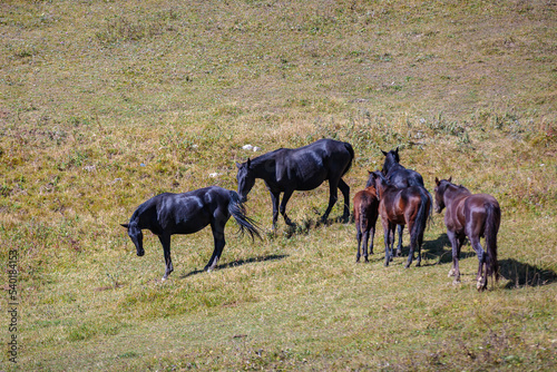 A herd of horses grazes in the meadows of the Caucasus Mountains. © ЮРИЙ ПОЗДНИКОВ