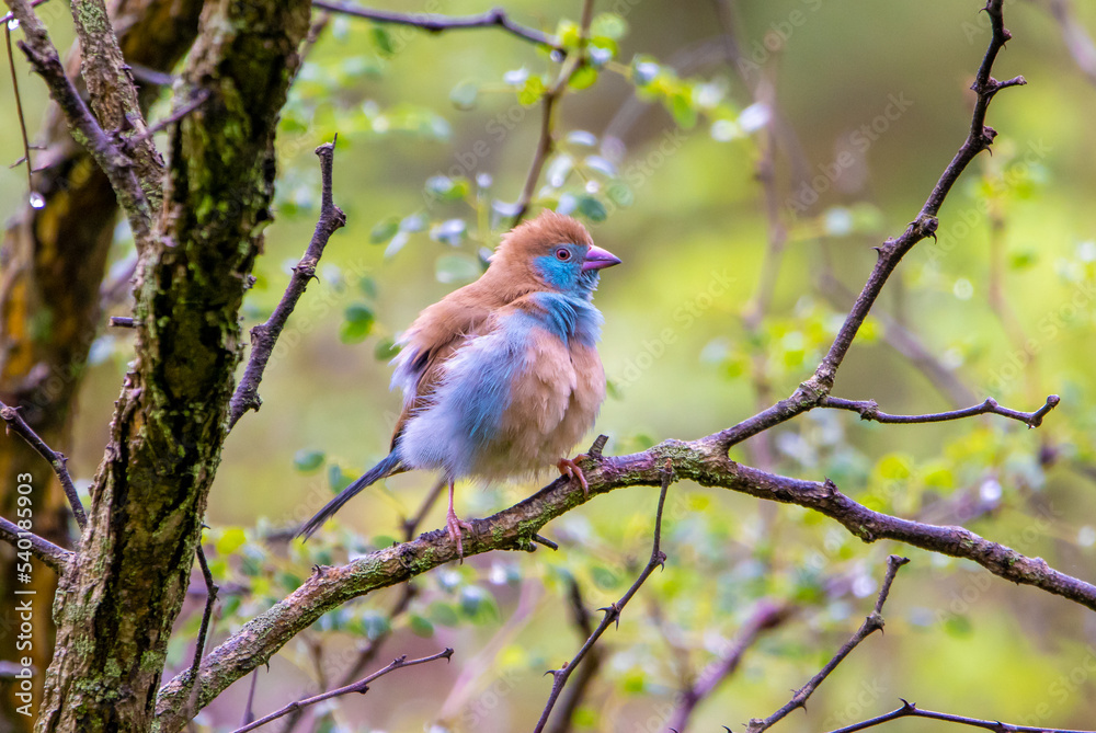 Red-cheeked cordonbleu Red-cheeked cordonbleu