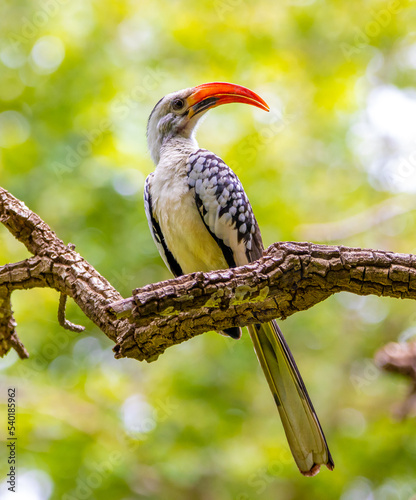 Hornbill