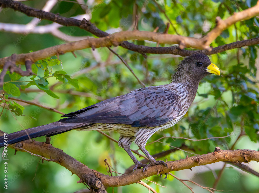 Fototapeta premium Western plantain-eater