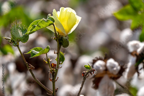 Cotton flower on a blurred background of a field with open bolls. photo