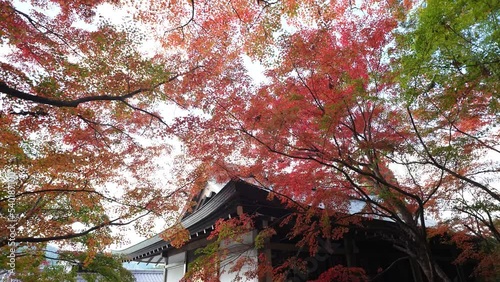 京都　三千院の紅葉