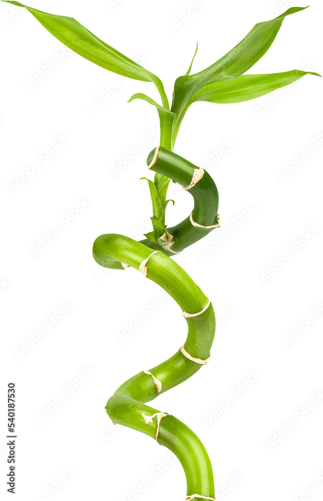 Fototapeta premium Bamboo plant