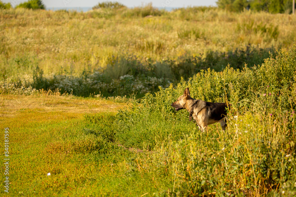 A hunting dog is looking for prey near the river bank. The German Shepherd dog breed is a good game hunter. A hunting dog is looking for prey near the river bank. The German Shepherd dog breed is a good game hunter.