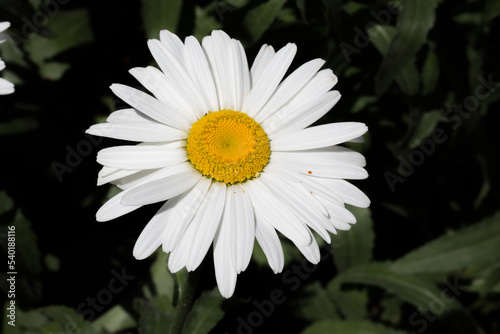 Pharmaceutical chamomile flowers growing in nature. Medicinal plant