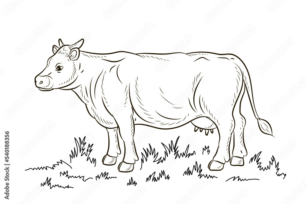 Fototapeta premium Animals, black and white image of a cow. Coloring book for kids. Vector drawing.