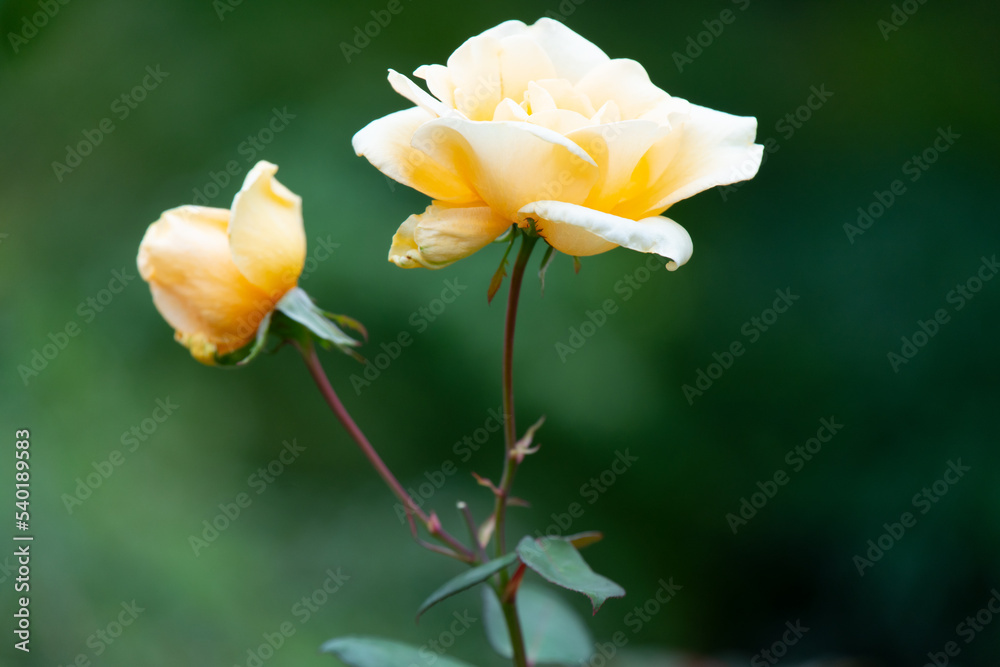 薔薇 薔薇