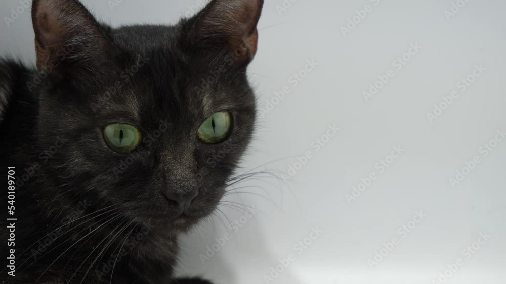 ゆっくりとこちらを向く黒猫 ゆっくりとこちらを向く黒猫