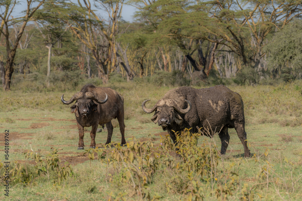 The African buffalo (Syncerus caffer) Kenya. The African buffalo (Syncerus caffer) Kenya.