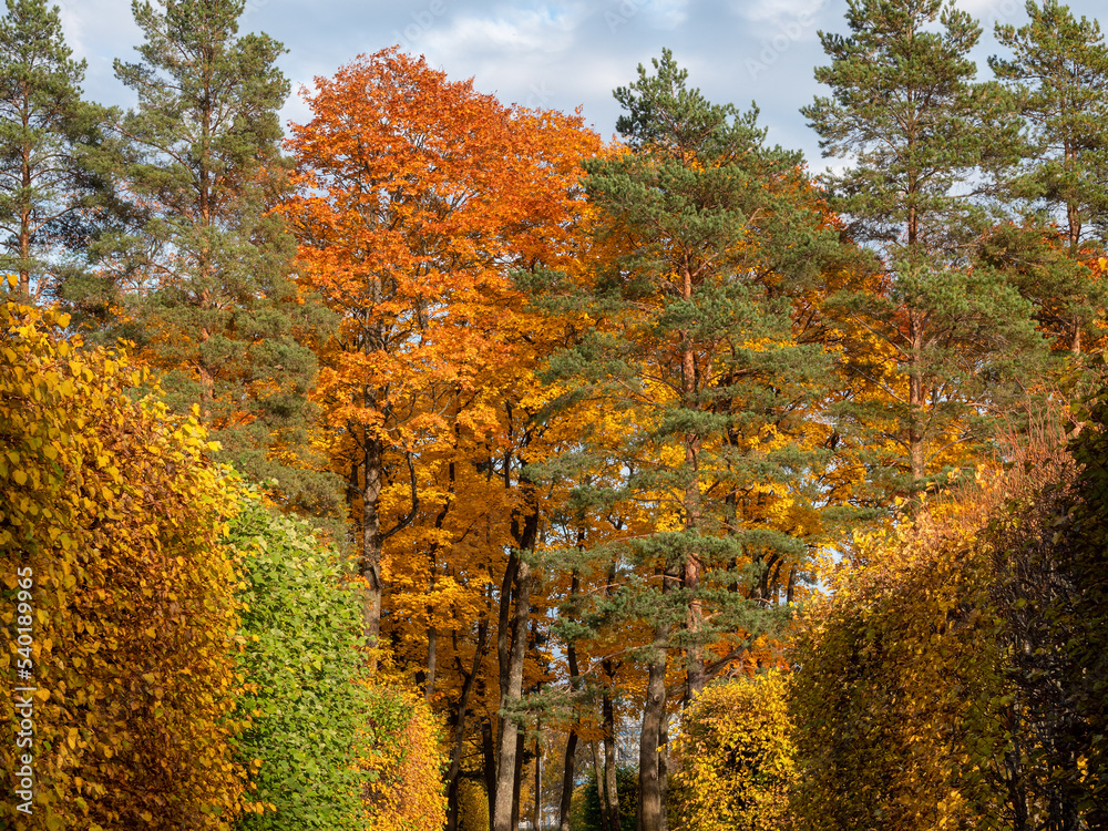 Fototapeta premium Alexander Park (Tsarskoye Selo). An alley with a hedge and the 