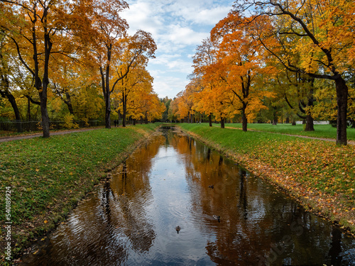 Alexander Park  Tsarskoye Selo . Autumn maples along the banks of the Krestovy Canal.