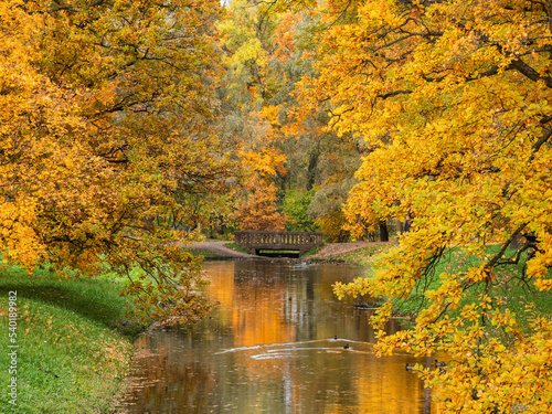 Fototapeta Naklejka Na Ścianę i Meble -  Alexander Park (Tsarskoye Selo). Autumn maples along the banks of the Krestovy Canal.