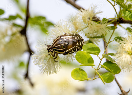 Valokuva Flower chafer beetle