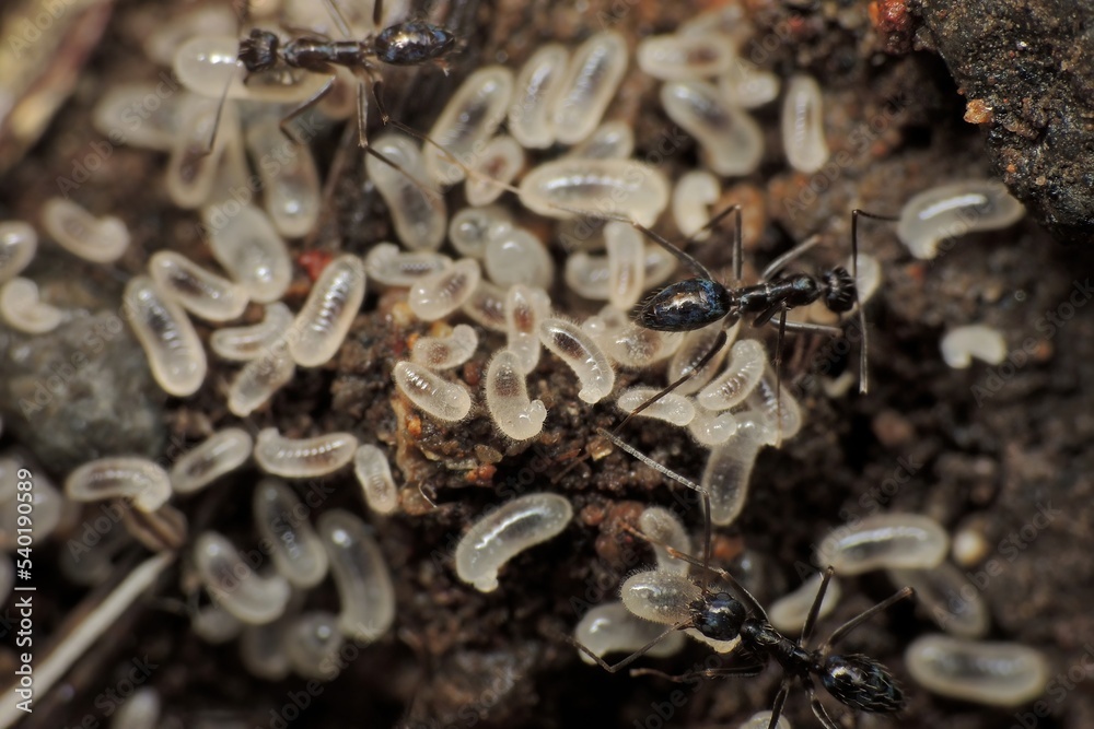 close-up of black ants with their eggs on hive close-up of black ants with their eggs on hive