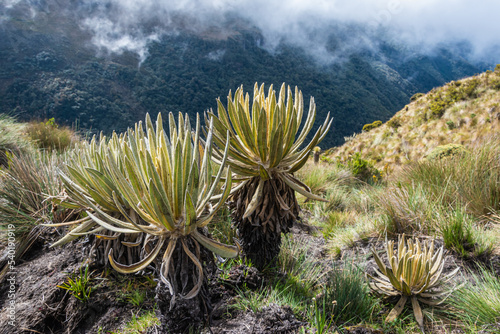 Espeletia ( frailejon plant)   at the high attitude in Colombian Andes photo