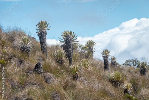 Frailejoin plant, andean mountains landscape, South America, Salento,Colombia