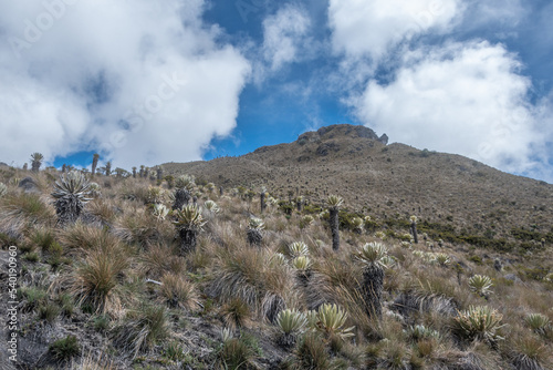 Valley of frailejon plant, high attitude, Andean mountains landscape