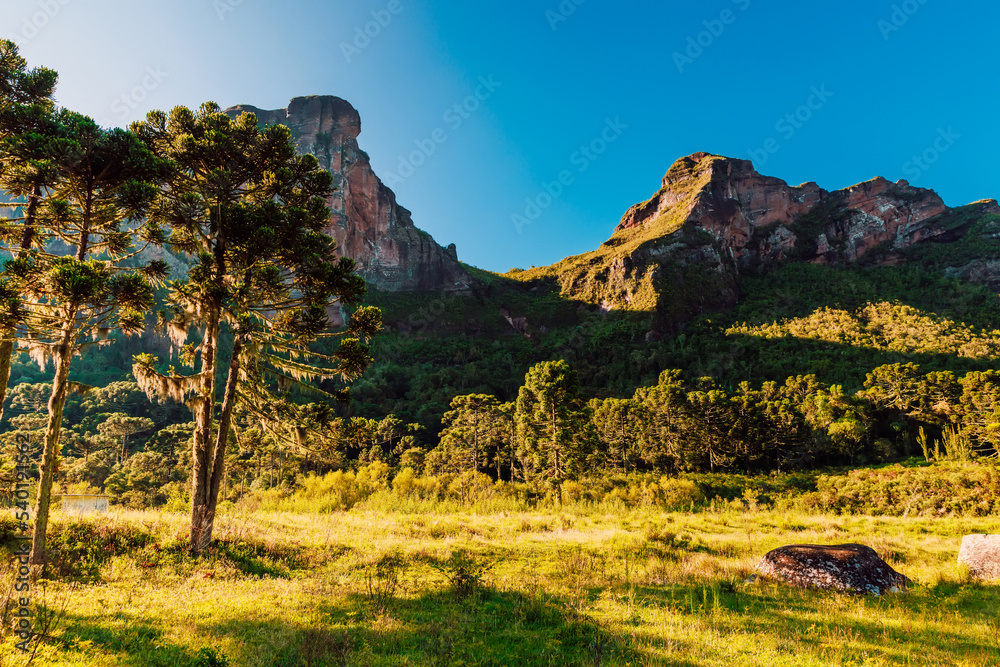 Canyon with araucaria trees and rocks with morning light in Santa Catarina, Brazil