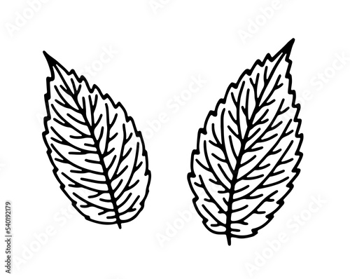 Hand-drawn illustration of spearmint leaves