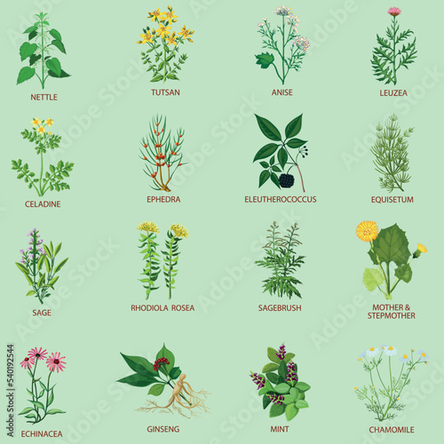 Medicinal herbs icons flat vector collection set