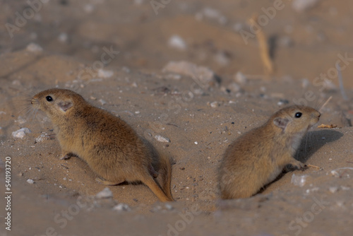 mouse portrait , The Indian desert jird or Indian desert gerbil is a species of jird found mainly in the Thar Desert in India. Jirds are closely related to gerbils