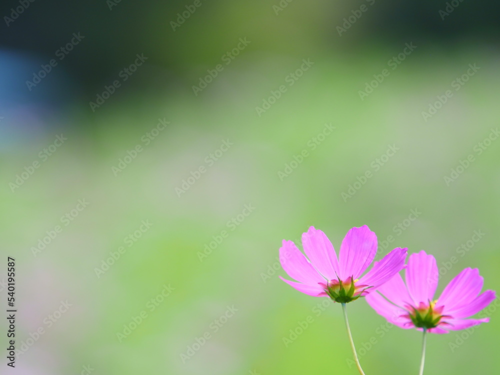 Fototapeta premium かわいいコスモスの花