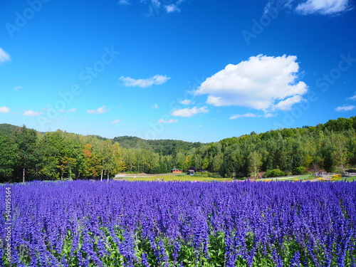 北海道の風景 青空とブルーサルビア © hiro cafe