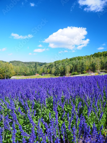 北海道の風景 青空とブルーサルビア
