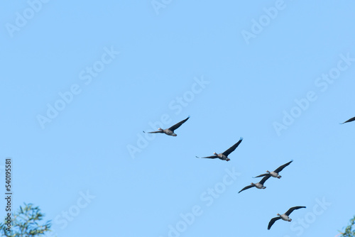 Flock of white-fronted geese flying