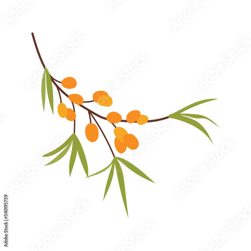 Sea buckthorn illustration. Thanksgiving autumnal natural decorative element. Berry branch with leaves. Sea berry botanical vector illustration, isolated on white background. Happy Thanks giving day.