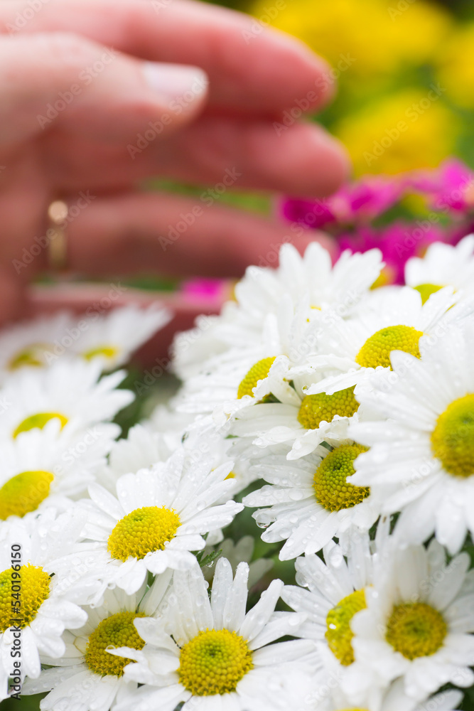 Male hand of gardener caressing blossoms of flowers with dew drops - aster Male hand of gardener caressing blossoms of flowers with dew drops - aster