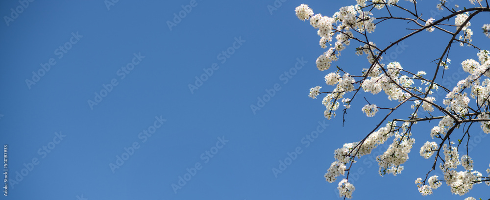 tree with white blossoms in springtime with blue sky, copy space tree with white blossoms in springtime with blue sky, copy space