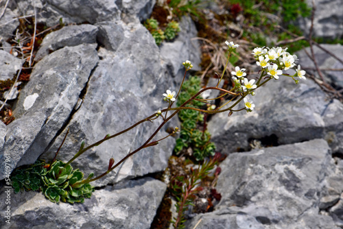 Photos Alpine saxifrage, encrusted saxifrage // Rispen-Steinbrech (Saxifraga paniculata