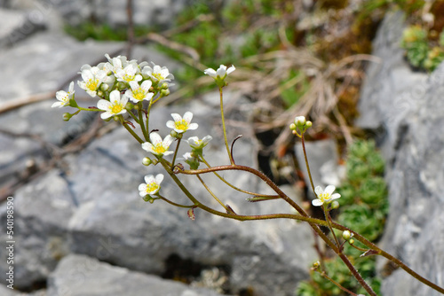 Rispen-Steinbrech // Alpine saxifrage, encrusted saxifrage (Saxifraga paniculata) - Bukumirsko See, Montenegro photo