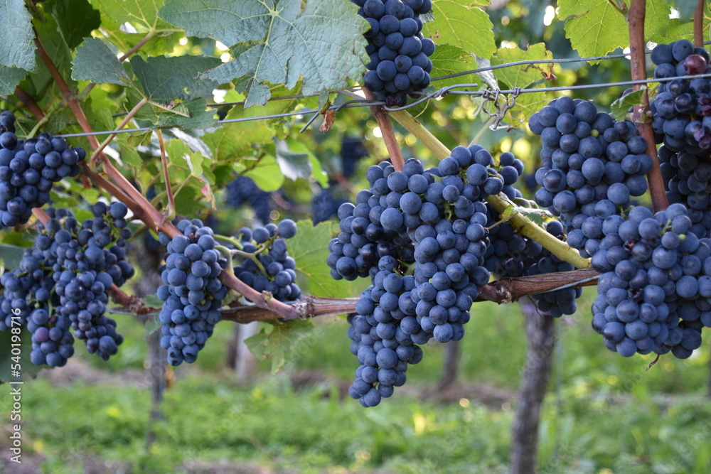 Red Wine Grapes, Center Focus, in Lake Constance Region, Germany