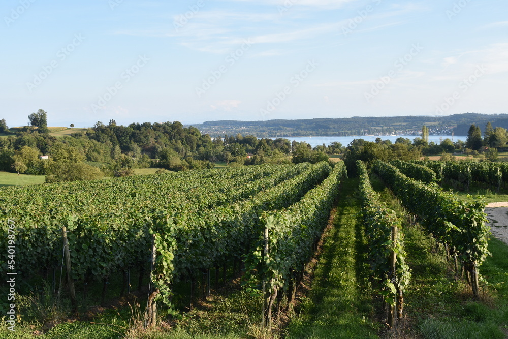 Vineyard on Lake Constance in Southwestern Germany