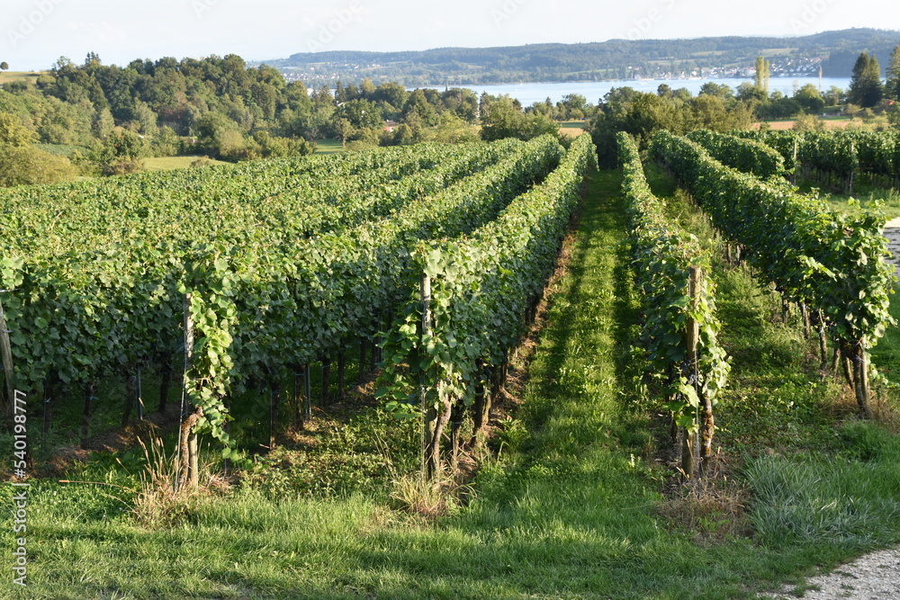 Vineyard on Lake Constance in Southwestern Germany, Tight Medium Shot
