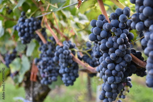 Red Wine Grapes Close-up, Right Foreground Focus, Lake Constance Region, Germany
