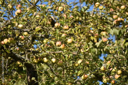 Ripe Apples on Tree in Lake Constance Region, Germany