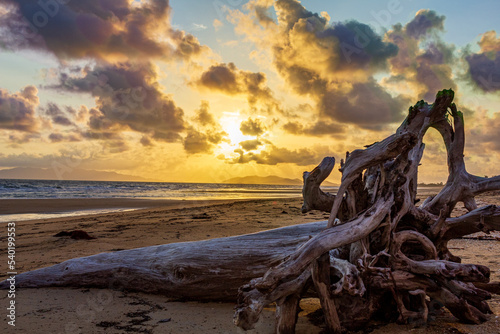 driftwood on beach sunrise