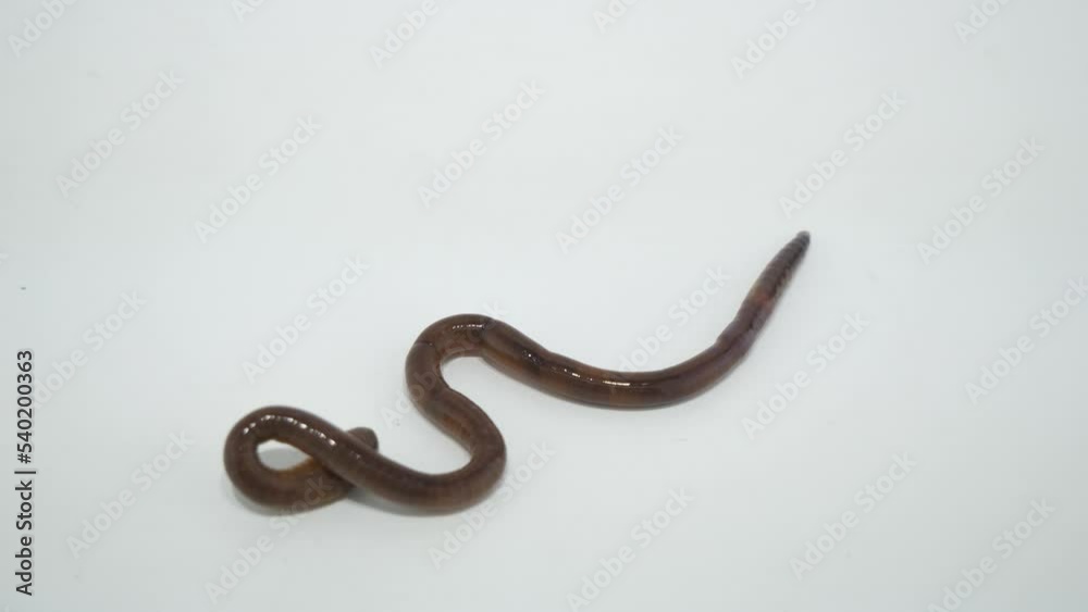 移動するミミズ 移動するミミズ