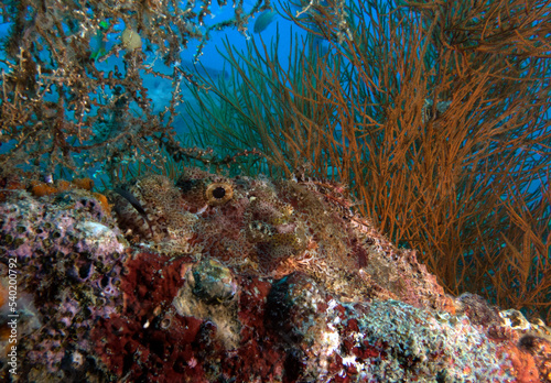 A Bearded Scorpionfish camouflaged amongst corals on a wreck Boracay Island Philippines
