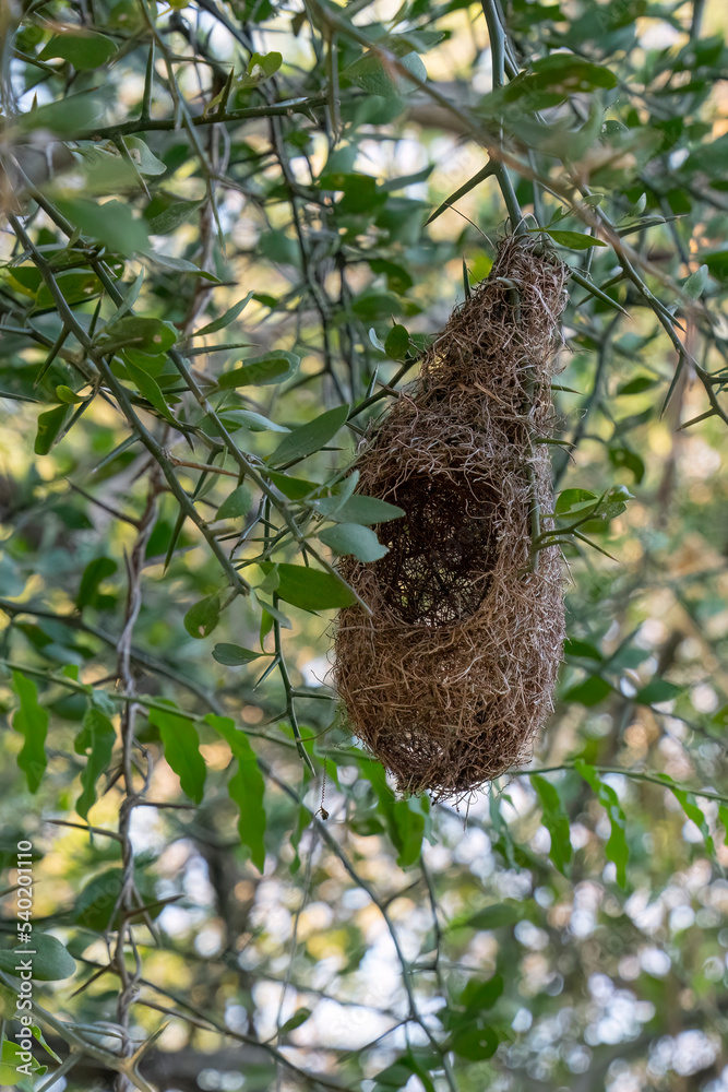 A Weaver bird Nest in Tanzania