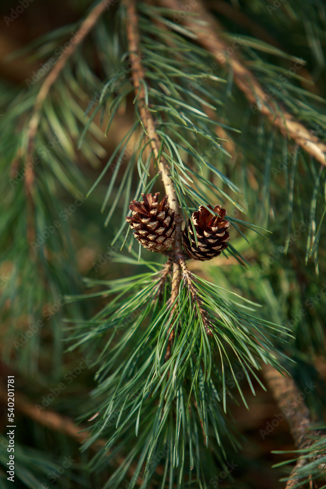 Fototapeta premium pine branch close-up