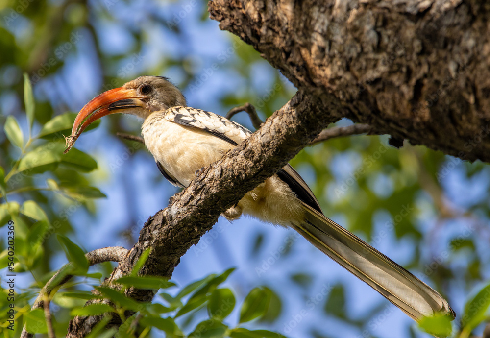 Obraz premium Hornbill